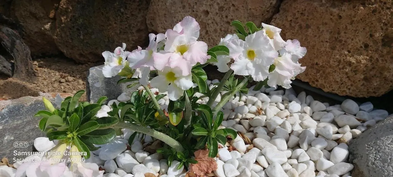 Villa Casa Luis Pico à Granadilla De Abona 0*,  Espagne